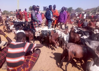 Turkana pastoralists at Lodwar modern livestock market